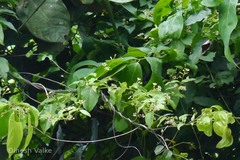 Tylophora pauciflora